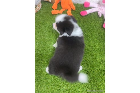 成約済の愛知県のボーダーコリー-295448の5枚目