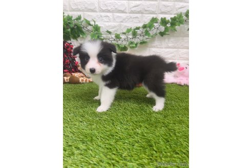 成約済の愛知県のボーダーコリー-295448の3枚目