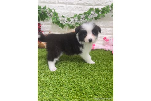成約済の愛知県のボーダーコリー-295448の2枚目