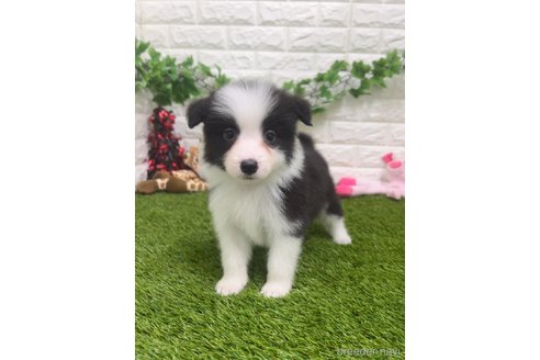 成約済の愛知県のボーダーコリー-295448の1枚目