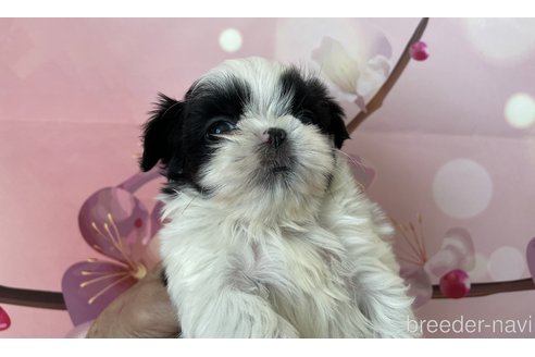 成約済の北海道のシーズー-294822の1枚目