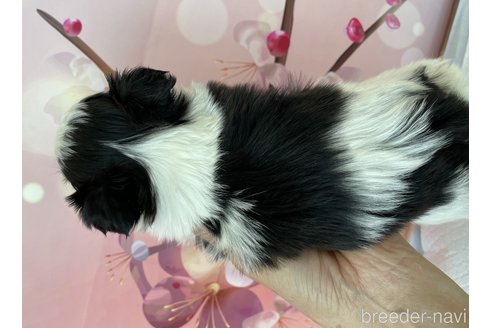 成約済の北海道のシーズー-294822の2枚目