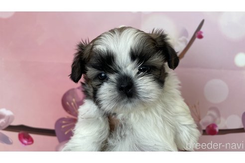 成約済の北海道のシーズー-294821の1枚目