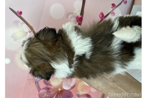 成約済の北海道のシーズー-294821の2枚目