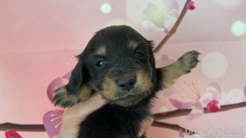 成約済の北海道のミニチュアダックスフンド(ロングヘアード)-297484の1枚目