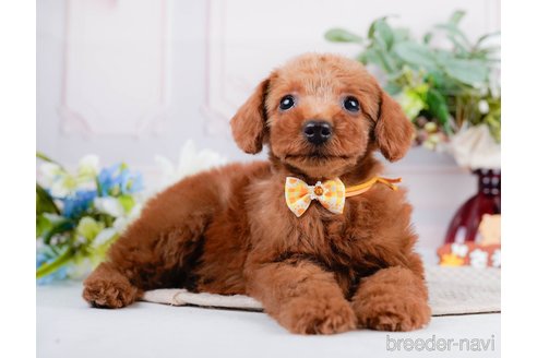 成約済の神奈川県のトイプードル-297498の7枚目