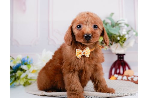 成約済の神奈川県のトイプードル-297498の9枚目