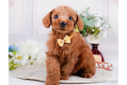 成約済の神奈川県のトイプードル-297498の1枚目