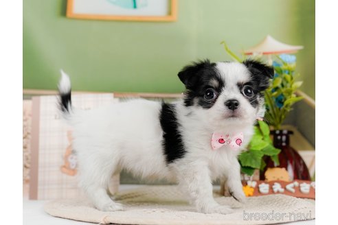 成約済の神奈川県のチワワ(ロングコート)-297499の5枚目