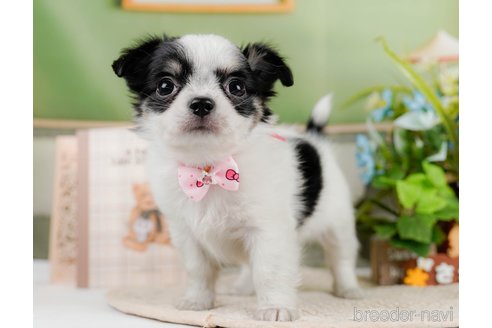 成約済の神奈川県のチワワ(ロングコート)-297499の7枚目