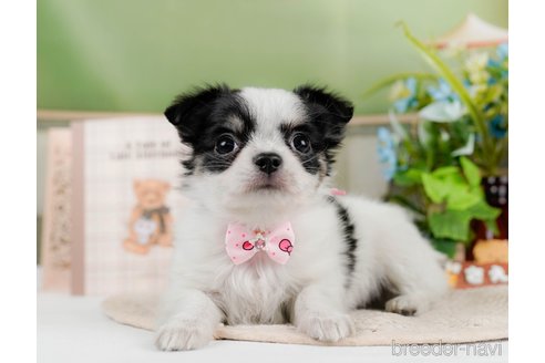 成約済の神奈川県のチワワ(ロングコート)-297499