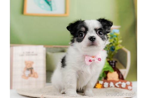 成約済の神奈川県のチワワ(ロングコート)-297499の3枚目