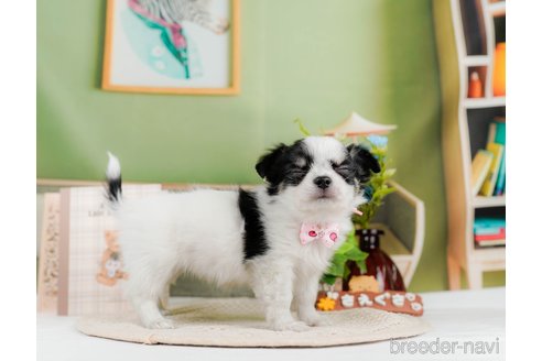 成約済の神奈川県のチワワ(ロングコート)-297499の4枚目