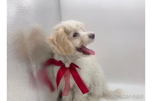 販売中の東京都のミックス犬-278351の18枚目