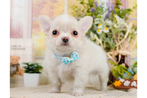 成約済の神奈川県のチワワ(ロングコート)-297501の4枚目