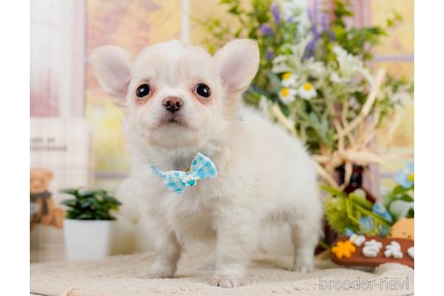 成約済の神奈川県のチワワ(ロングコート)-297501