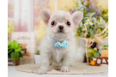 成約済の神奈川県のチワワ(ロングコート)-297501の5枚目