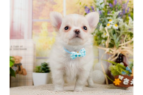 成約済の神奈川県のチワワ(ロングコート)-297501の6枚目