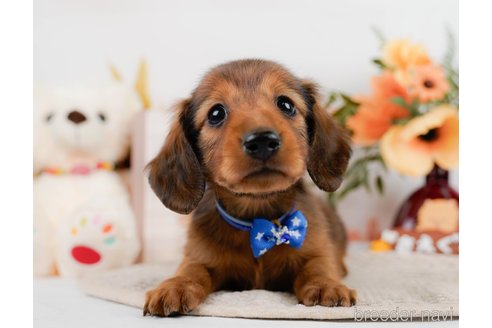 成約済の神奈川県のミニチュアダックスフンド(ロングヘアード)-297502の1枚目