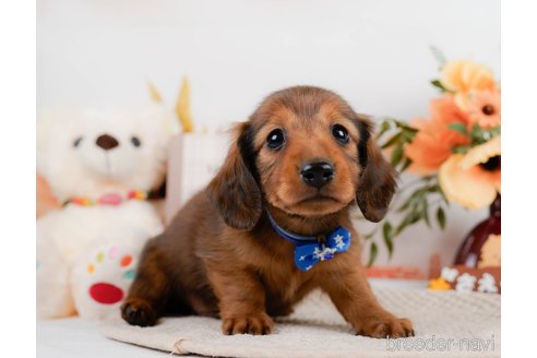 成約済の神奈川県のミニチュアダックスフンド(ロングヘアード)-297502の5枚目