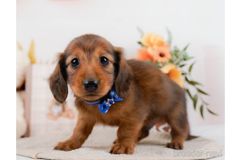 成約済の神奈川県のミニチュアダックスフンド(ロングヘアード)-297502の2枚目