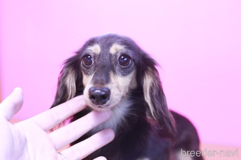 成約済の愛知県のカニンヘンダックスフンド(ロングヘアード)-297518の2枚目