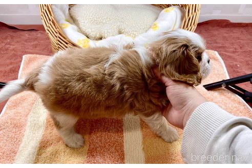 成約済の埼玉県のその他の犬種-293369の5枚目