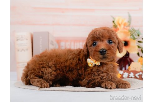 成約済の神奈川県のトイプードル-297534の8枚目