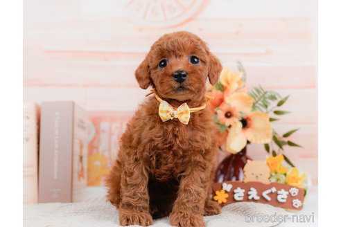 成約済の神奈川県のトイプードル-297534