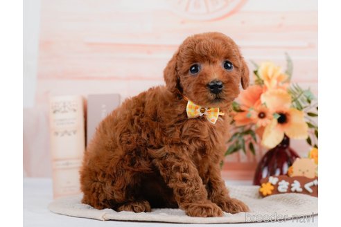 成約済の神奈川県のトイプードル-297534の3枚目