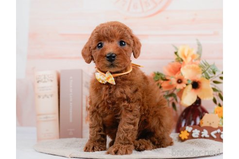 成約済の神奈川県のトイプードル-297534の4枚目