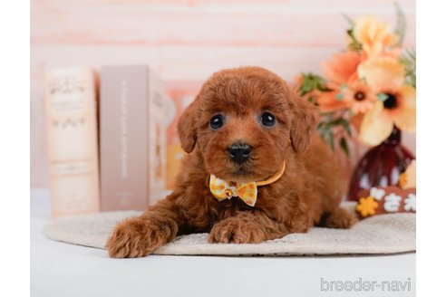 成約済の神奈川県のトイプードル-297534の5枚目