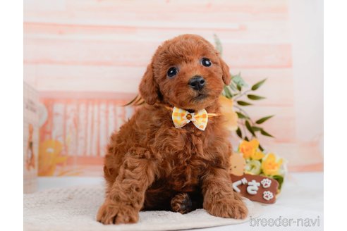 成約済の神奈川県のトイプードル-297534の6枚目