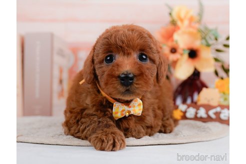 成約済の神奈川県のトイプードル-297534の7枚目