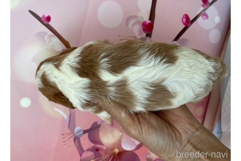 成約済の北海道のキャバリアキングチャールズスパニエル-297536の2枚目