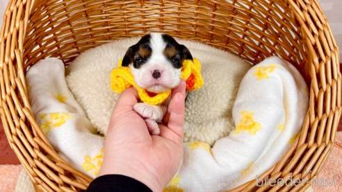 成約済の埼玉県のその他の犬種-297538の1枚目