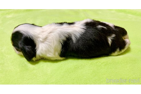 成約済の埼玉県のその他の犬種-297538の4枚目