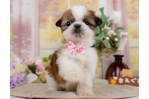 成約済の神奈川県のシーズー-297541の5枚目