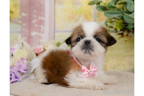 成約済の神奈川県のシーズー-297541の6枚目