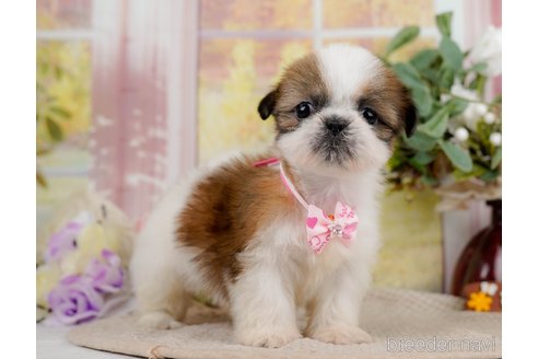 成約済の神奈川県のシーズー-297541の2枚目