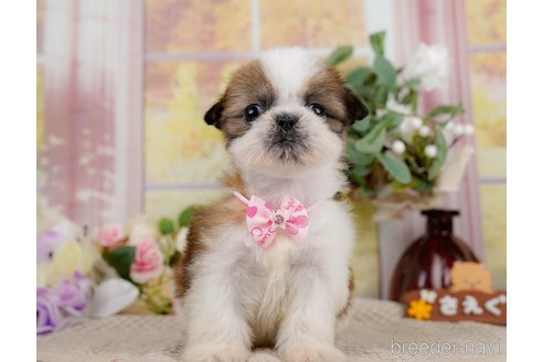 成約済の神奈川県のシーズー-297541の4枚目