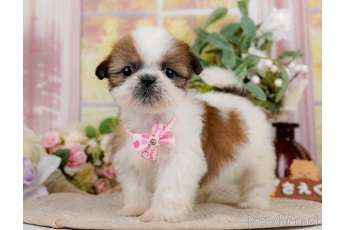 成約済の神奈川県のシーズー-297541の3枚目