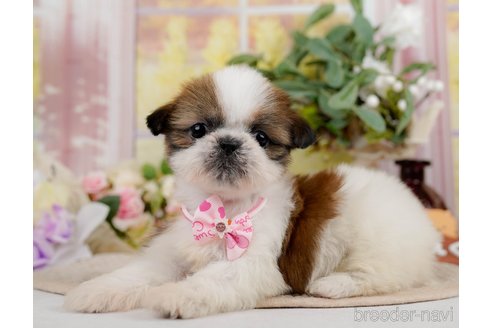 成約済の神奈川県のシーズー-297541