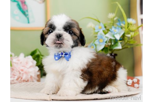 成約済の神奈川県のシーズー-297546の4枚目