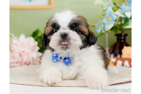 成約済の神奈川県のシーズー-297546の5枚目