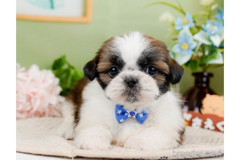 成約済の神奈川県のシーズー-297546