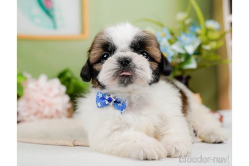 成約済の神奈川県のシーズー-297546の8枚目