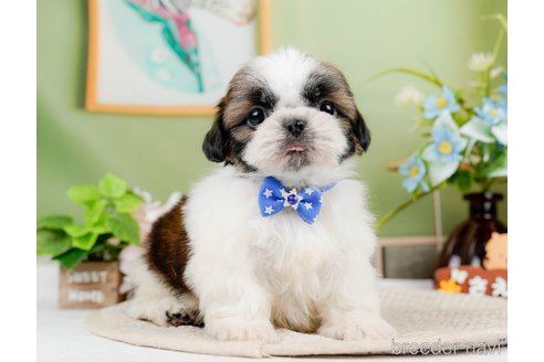 成約済の神奈川県のシーズー-297546の6枚目