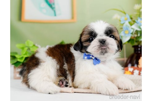 成約済の神奈川県のシーズー-297546の9枚目