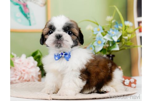 成約済の神奈川県のシーズー-297546の2枚目